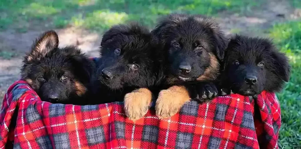 German Shepherd puppy care image for Royal Tribes K9 educational content 0291