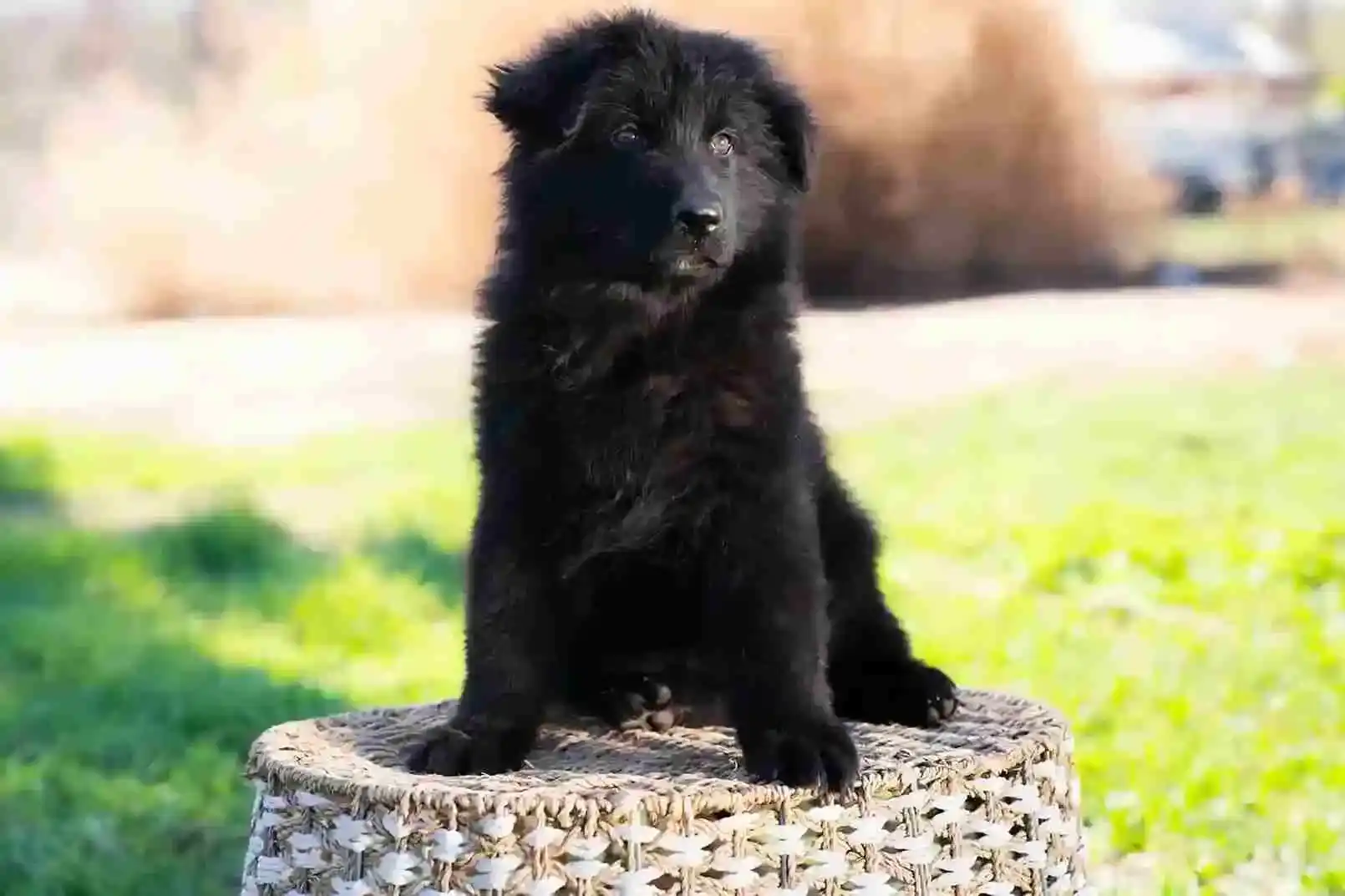 German Shepherd puppy care image for Royal Tribes K9 educational content 0161