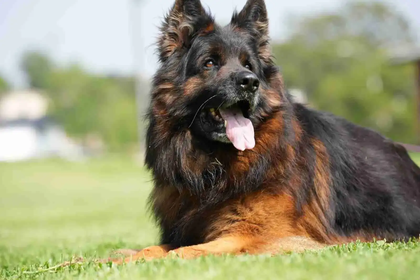German Shepherd puppy care image for Royal Tribes K9 educational content 0347