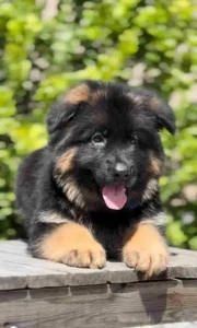 German Shepherd Breeder
