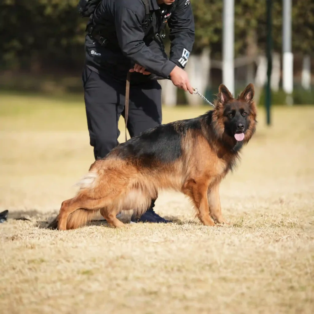 German Shepherd puppy care image for Royal Tribes K9 educational content 0267