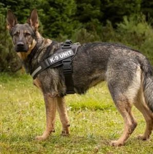 Working line German Shepherd training and high energy lifestyle