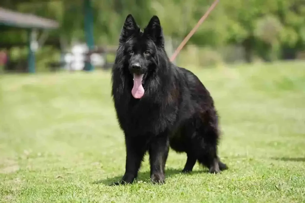 German Shepherd puppy care image for Royal Tribes K9 educational content 0310