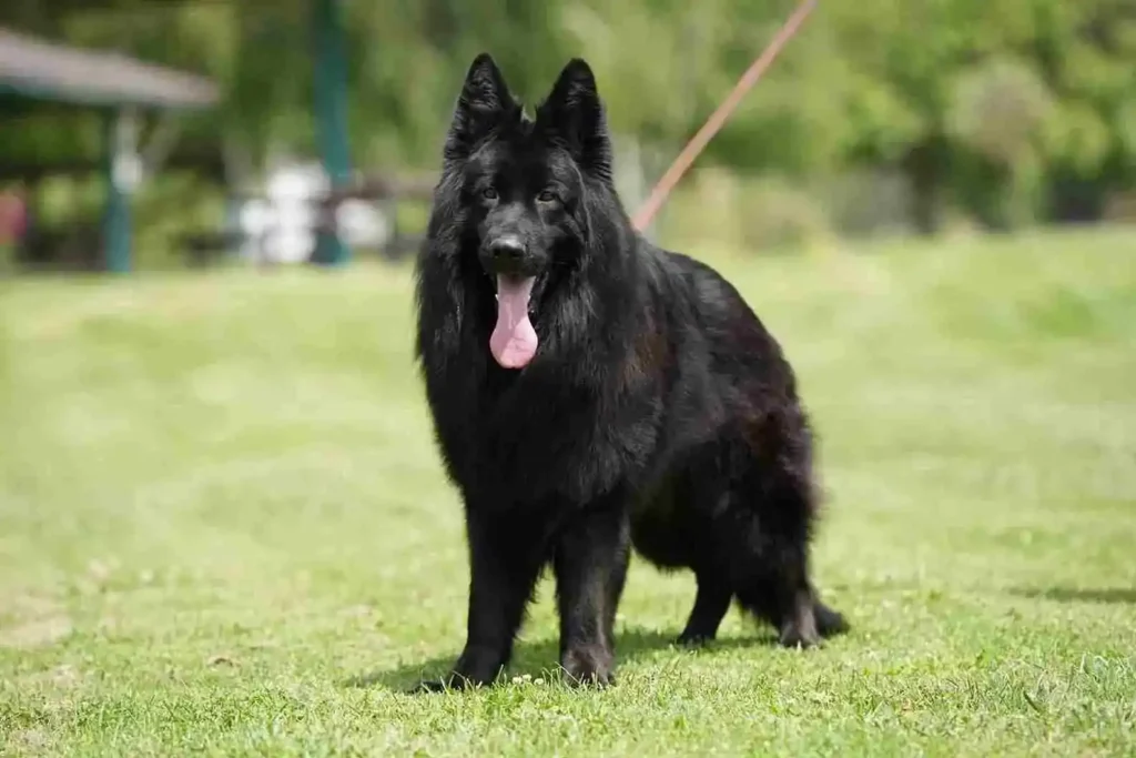 German Shepherd puppy care image for Royal Tribes K9 educational content 0339