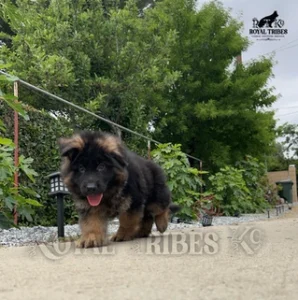 Long Coat German Shepherd Puppy