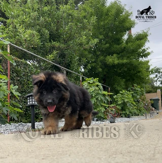 German Shepherd puppy care image for Royal Tribes K9 educational content 0021