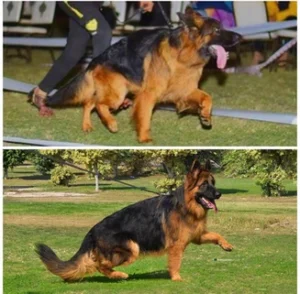 German Shepherd Puppies
