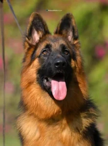 German Shepherd puppies