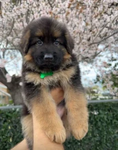 German Shepherd puppies