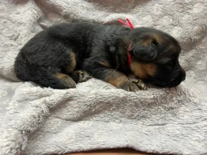 German Shepherd Puppies