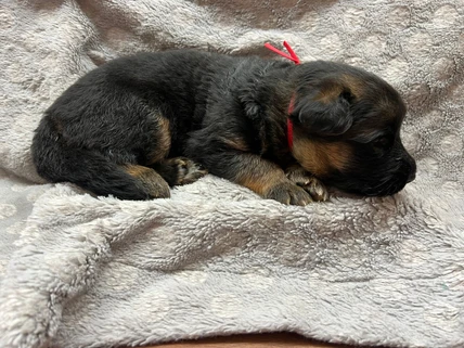 German Shepherd puppy guide Cheyenne WY
