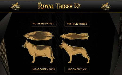 German Shepherd puppy care image for Royal Tribes K9 educational content 0006
