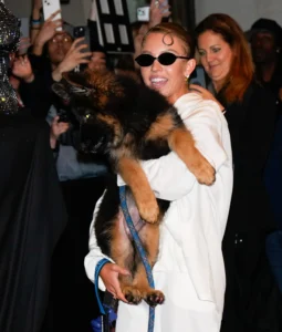 Sydney Sweeny Red Carpet with Sully Bear - German Shepherd Puppy