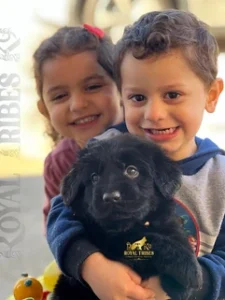 Two joyful children cuddle a black long-haired German Shepherd puppy