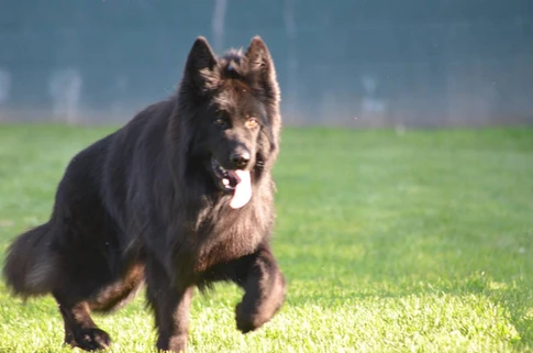 German Shepherd puppy guide Hamptons NY
