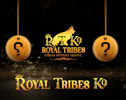German Shepherd puppy care image for Royal Tribes K9 educational content 0004