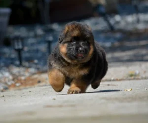 German Shepherd puppies