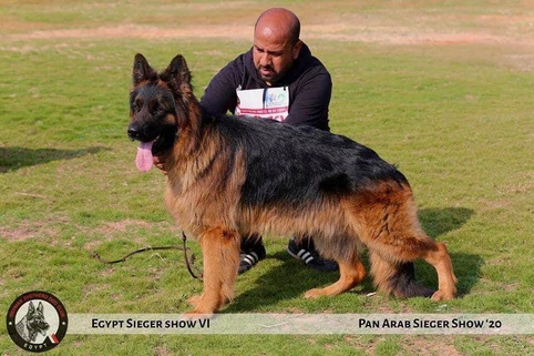 German Shepherd puppy care image for Royal Tribes K9 educational content 0059