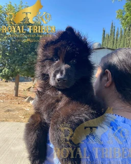 German Shepherd puppy care image for Royal Tribes K9 educational content 0015