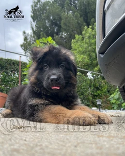 German Shepherd puppy care image for Royal Tribes K9 educational content 0020