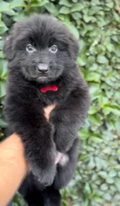Black German Shepherd Puppies for Sale