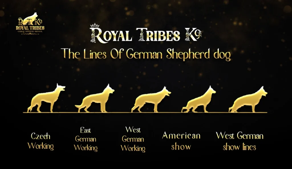 Royal Tribes K9's five bloodlines: Czech, East German, West German (working & show), and American show German Shepherds.