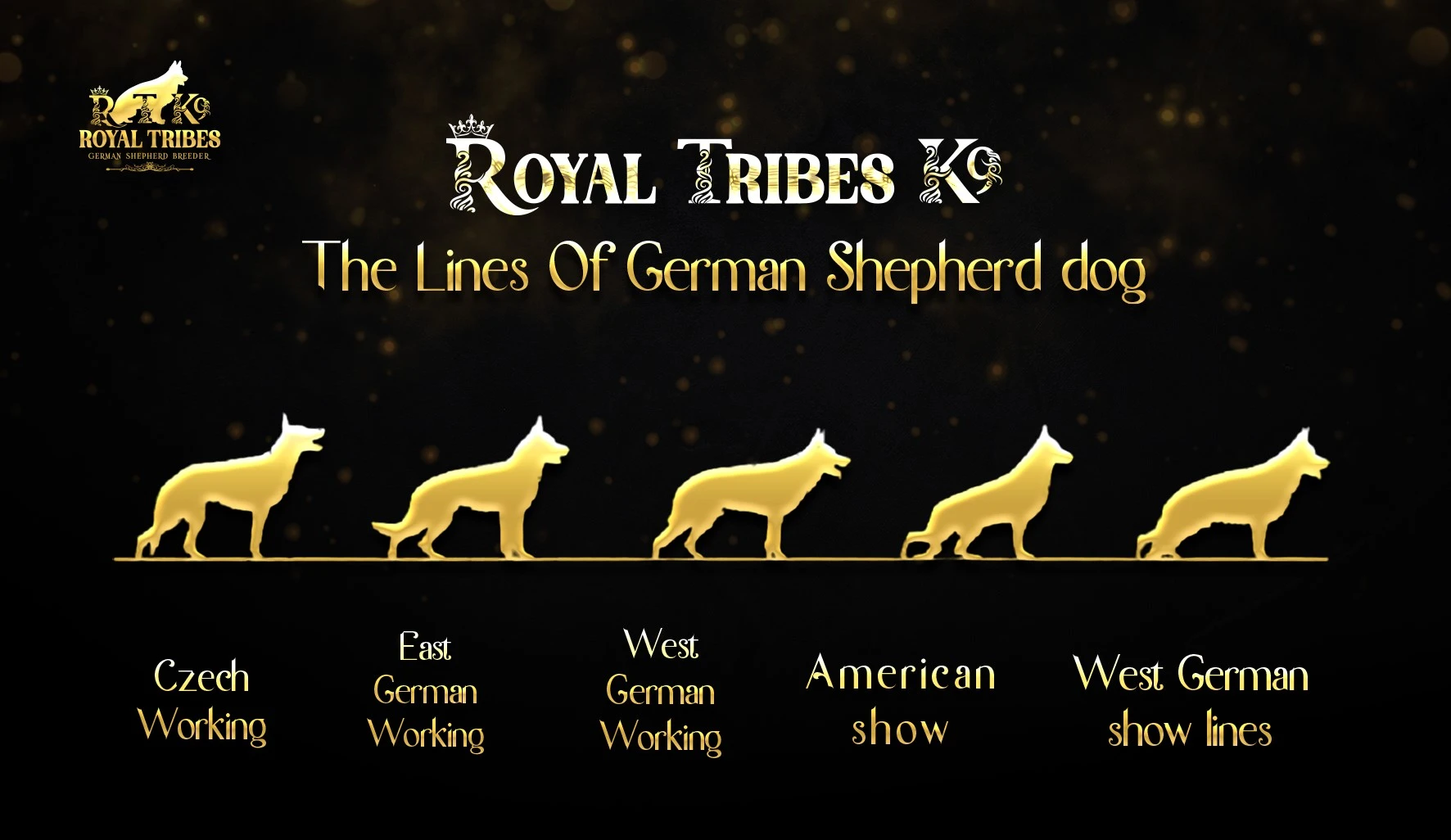 German Shepherd bloodlines for your lifestyle