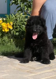German Shepherd puppies