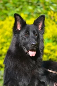 German Shepherd puppies