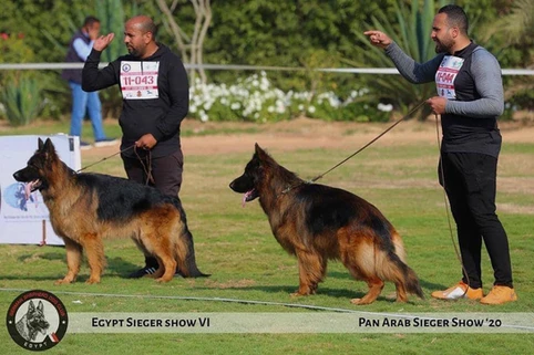 German Shepherd puppy guide Little Rock AR