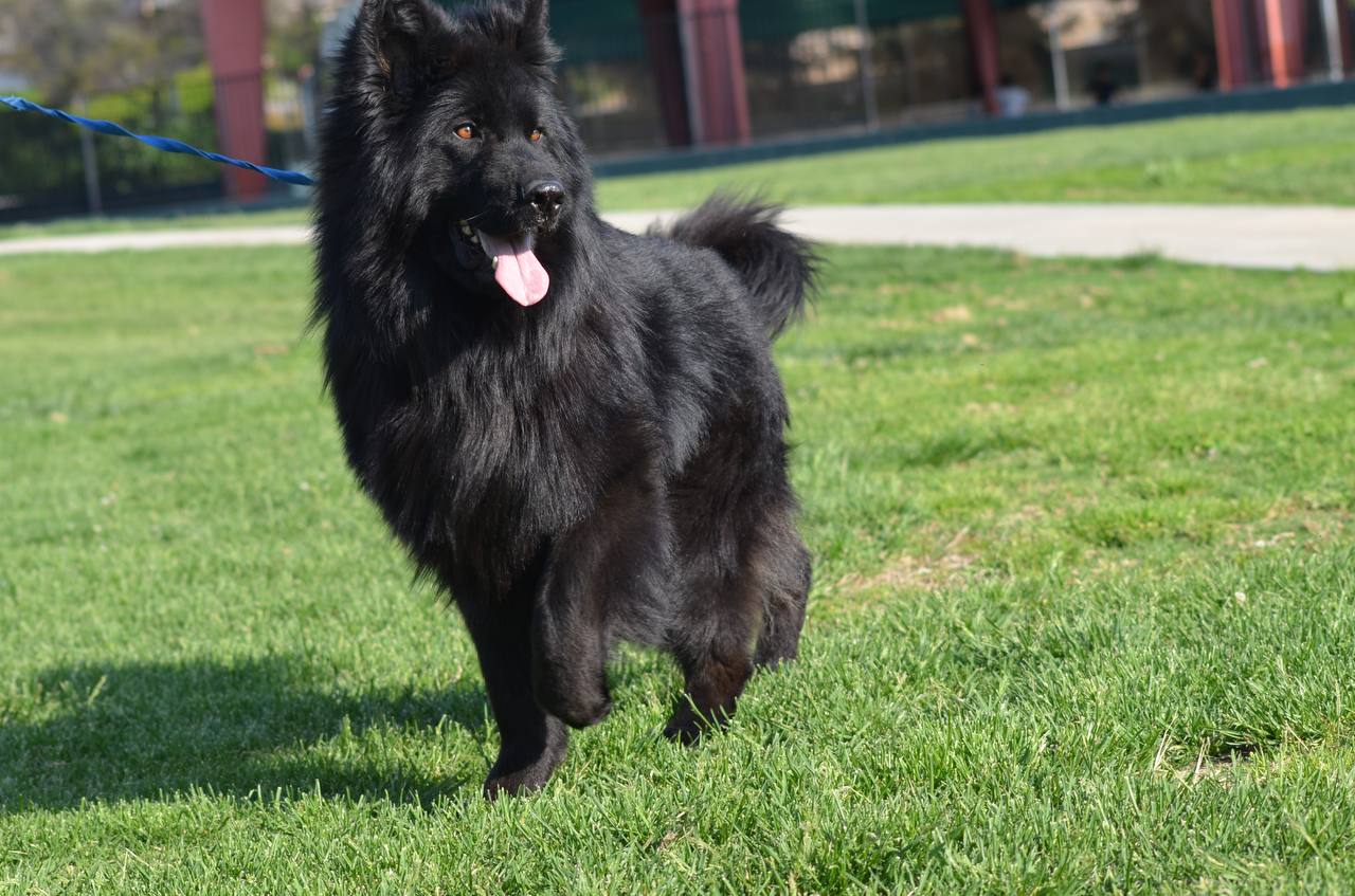 2753E6 49E84Acf25Bb4E53A5557E167A5Ac28Cmv2 German Shepherd puppy image by Royal Tribes K9 0016