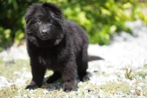 German Shepherd puppies