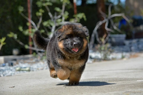 German Shepherd puppy guide Carmel PA