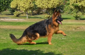 German Shepherd puppies