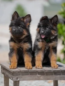 German Shepherd puppies