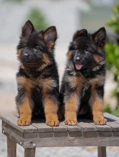 long hair German Shepherd puppies Carmel-by-the-Sea CA