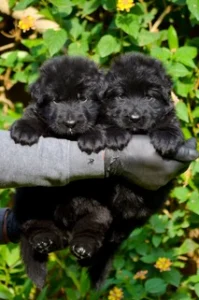 German Shepherd puppies