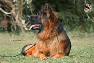German Shepherd puppies