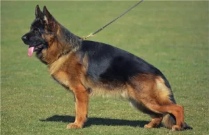 German Shepherd Puppies