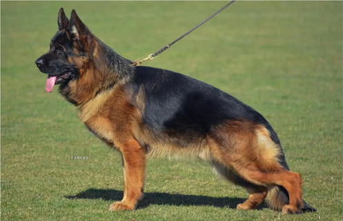German Shepherd puppy guide Abilene TX