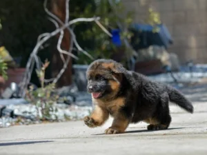 German Shepherd puppies
