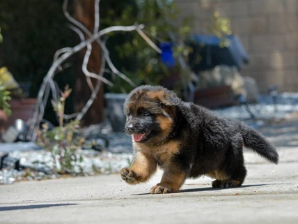 German Shepherd puppy guide Dana Point CA