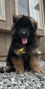 Long Hair German Shepherd Puppies for Sale