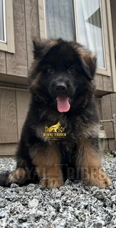 German Shepherd puppy care image for Royal Tribes K9 educational content 0019