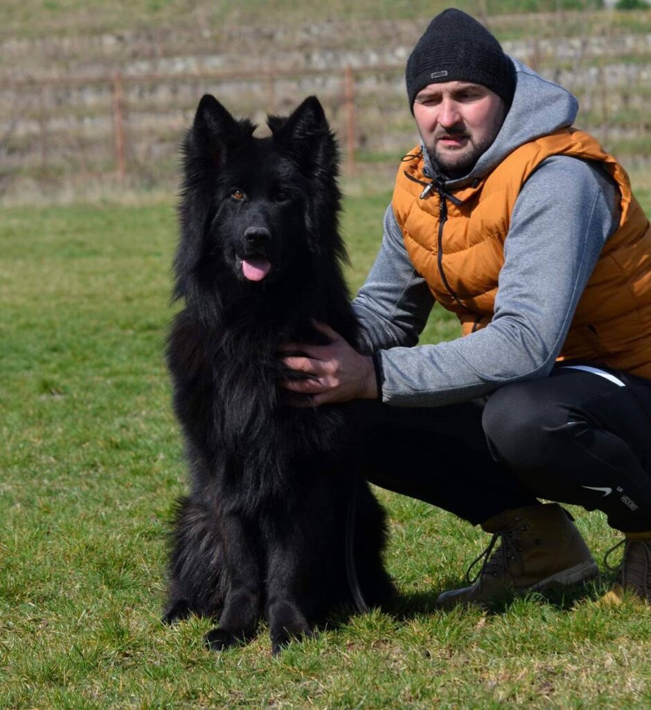2753E6 727D3D45E0904F0Eb7E58Ced124C082Bmv2 German Shepherd puppy image by Royal Tribes K9 0015