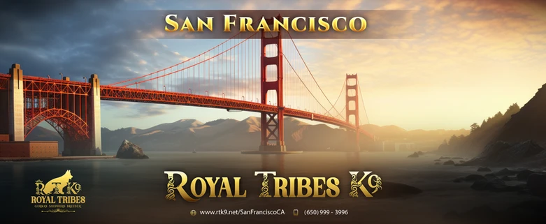 German Shepherd puppy guide San Francisco CA