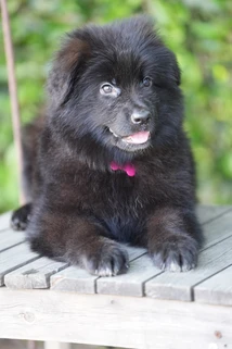 German Shepherd puppy care image for Royal Tribes K9 educational content 0176