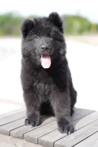 German Shepherd puppies