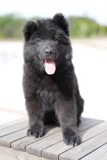 German Shepherd puppy guide Hillsborough CA