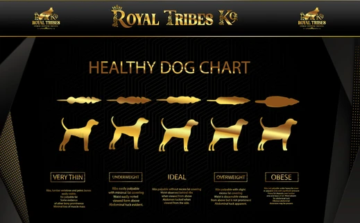 German Shepherd puppy care image for Royal Tribes K9 educational content 0005